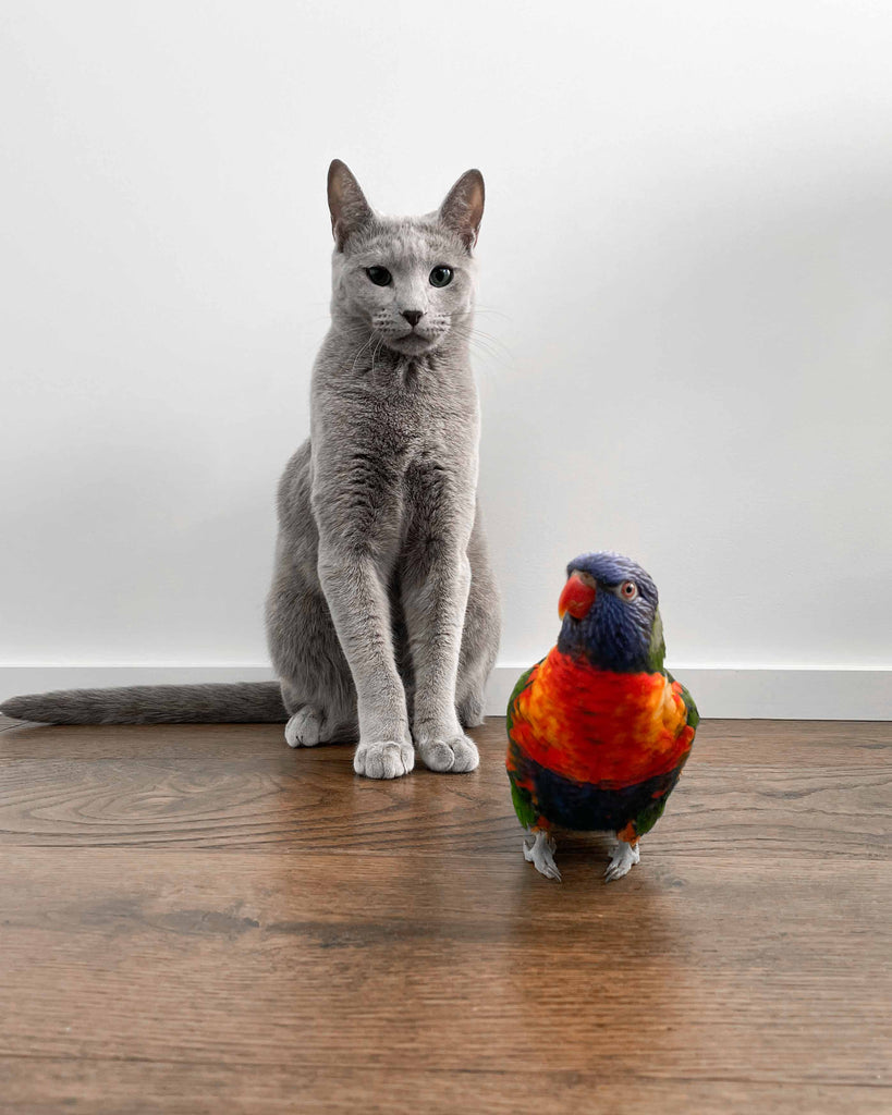 Russian blue cat standing next to a rainbow lorikeet